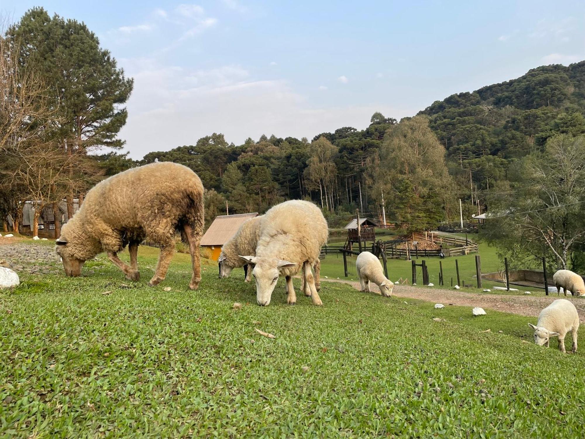 Cabanas Leao Da Tribo De Juda Canela Εξωτερικό φωτογραφία